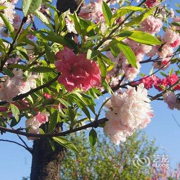 偃师菩提本无树却客居酒店提供图片