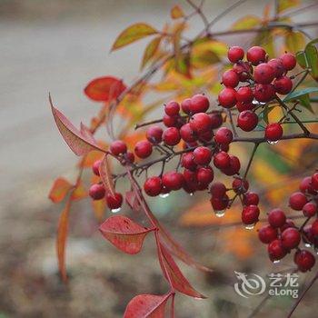 偃师菩提本无树却客居酒店提供图片