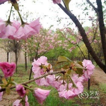 偃师菩提本无树却客居酒店提供图片