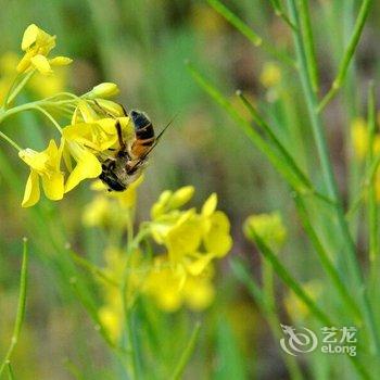 张北荣奥庄园酒店提供图片