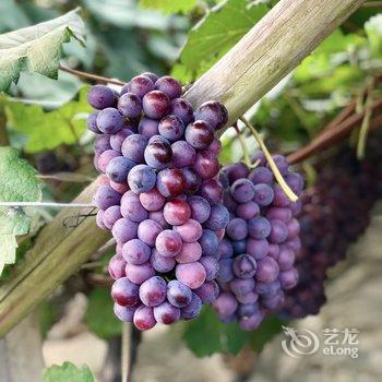 上海崇明陌上花开民宿酒店提供图片