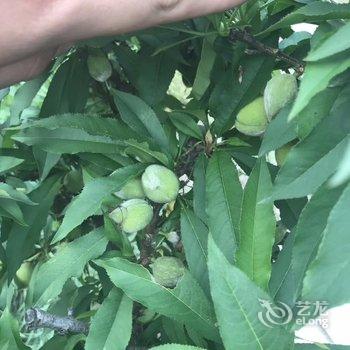 上海崇明西滩幸福家园特色民宿酒店提供图片