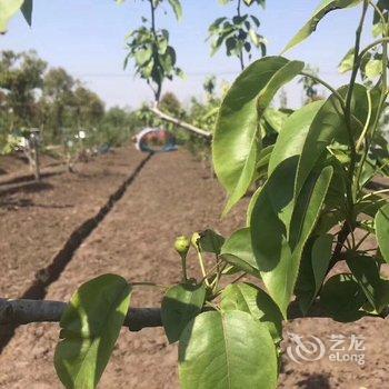 上海崇明西滩幸福家园特色民宿酒店提供图片