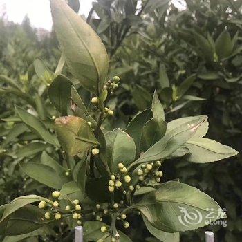 上海崇明西滩幸福家园特色民宿酒店提供图片