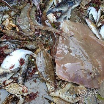 荣成东楮岛临海小筑特色民宿酒店提供图片