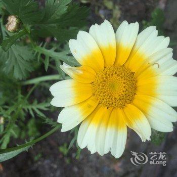 汶川汶懋客栈酒店提供图片