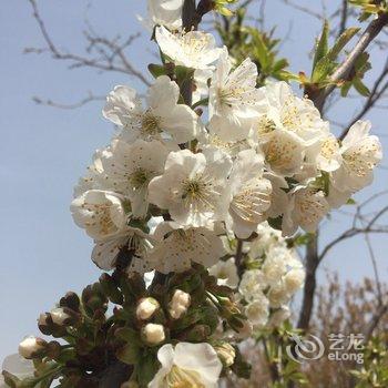青岛崂山温馨之家农家院特色民宿(法显崂山登陆纪念分店)酒店提供图片