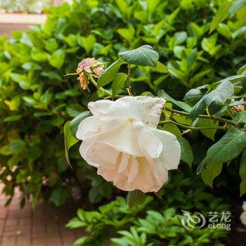 青岛图图123公寓酒店提供图片