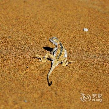 敦煌唐人山庄沙漠露营基地酒店提供图片