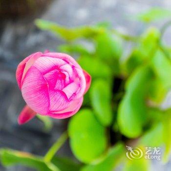上海云和川客栈酒店提供图片