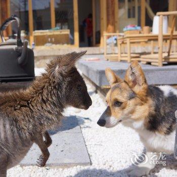 丽江猫儿匿动物主题客栈酒店提供图片