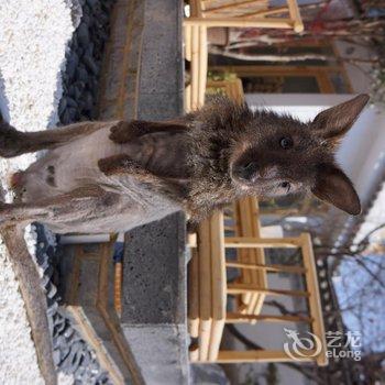 丽江猫儿匿动物主题客栈酒店提供图片