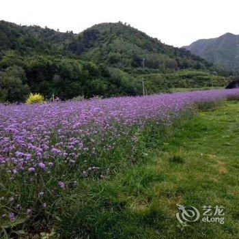 承德暑山庄后花园薰衣草民宿(老西营村分店)酒店提供图片