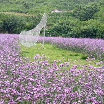 承德暑山庄后花园薰衣草民宿(老西营村分店)酒店提供图片
