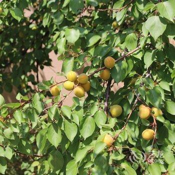 青岛遇见别墅酒店提供图片