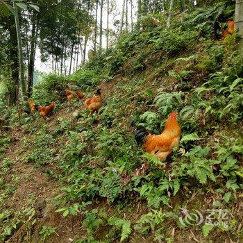 长汀山寨人家农家乐酒店提供图片
