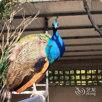 上海疯狂动物城民宿酒店提供图片