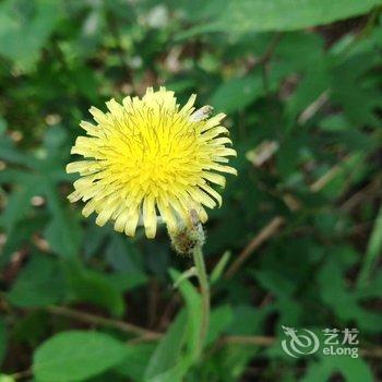成都善美源特色民宿酒店提供图片