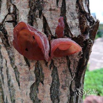 成都善美源特色民宿酒店提供图片
