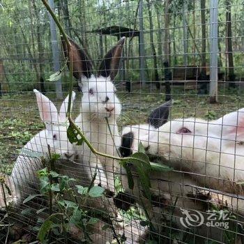 成都善美源特色民宿酒店提供图片