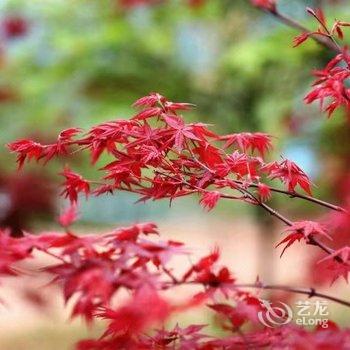 成都善美源特色民宿酒店提供图片