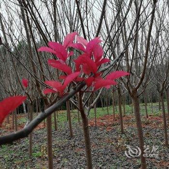 成都善美源特色民宿酒店提供图片