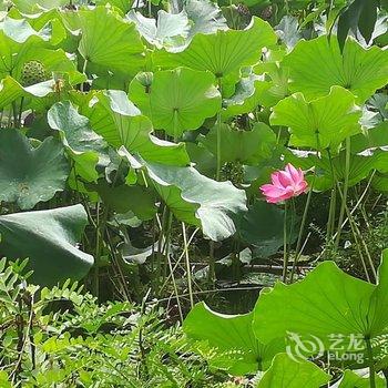 西安任女士碧水居民宿酒店提供图片