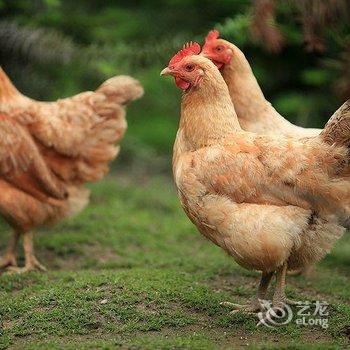 花筑·晗霏舍民宿(延庆玉渡山别墅店)酒店提供图片