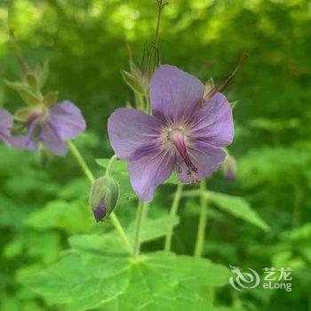 克什克腾旗乌兰布统苏木大漠绿都驿站酒店提供图片