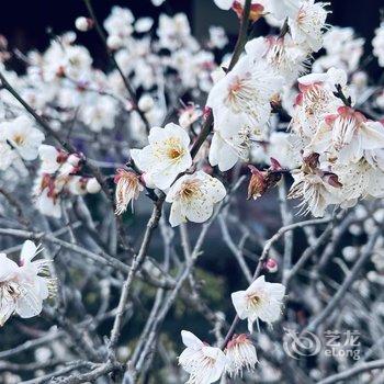 天台花涧水墨民宿酒店提供图片