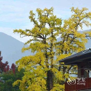 临安古树枫林民宿(指南村店)酒店提供图片