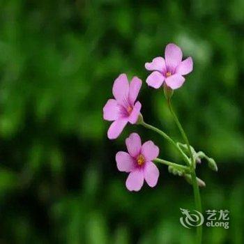 莫干溪边客栈酒店提供图片