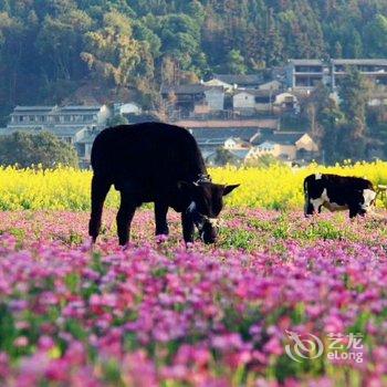 腾冲驿旅阳光客栈酒店提供图片