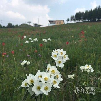 张家口多乐美地白桦酒店酒店提供图片