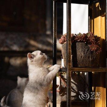 丽江不务斋客栈酒店提供图片