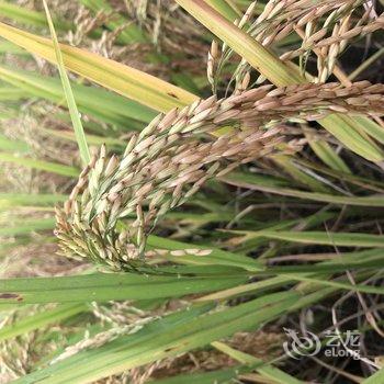 广州岚坞客栈酒店提供图片