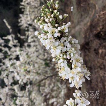 广州岚坞客栈酒店提供图片