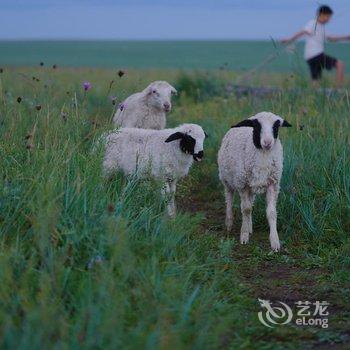 呼伦贝尔牧居原上蒙古包营地酒店提供图片