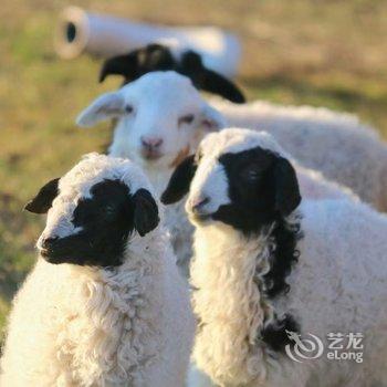 呼伦贝尔牧居原上蒙古包营地酒店提供图片