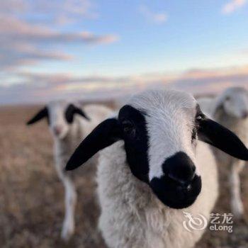 呼伦贝尔牧居原上蒙古包营地酒店提供图片