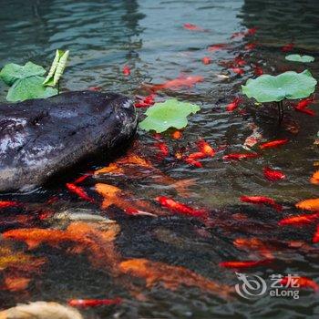 臻于·东福红豆杉庄(宁海店)酒店提供图片