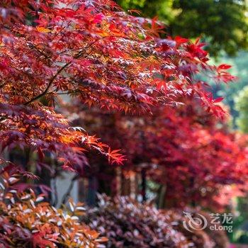 青城山清居坪温泉度假名寓酒店提供图片