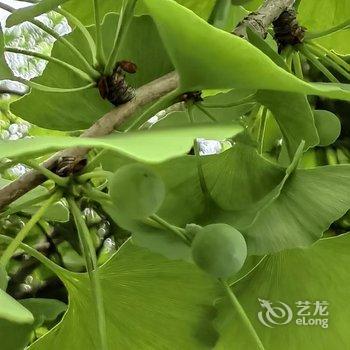 黟县追花园客栈酒店提供图片