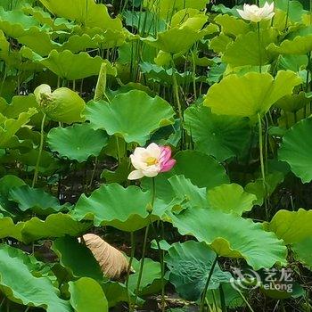 普者黑清境原宿客栈酒店提供图片