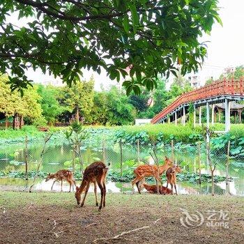 东莞盆景园亲子房车营地酒店提供图片