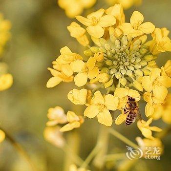 上海奢野一宅民宿酒店提供图片