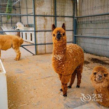 北京八达岭里炮园艺小镇民宿度假村酒店提供图片