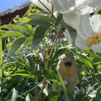 王玉章家庭游·Garden庭院观景度假民宿(额尔古纳龙山公园店)酒店提供图片