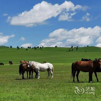 围场塞罕坝迎客来农家院酒店提供图片