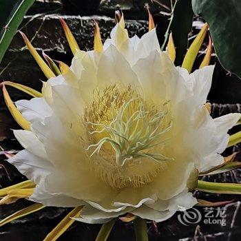 广州岚坞客栈酒店提供图片